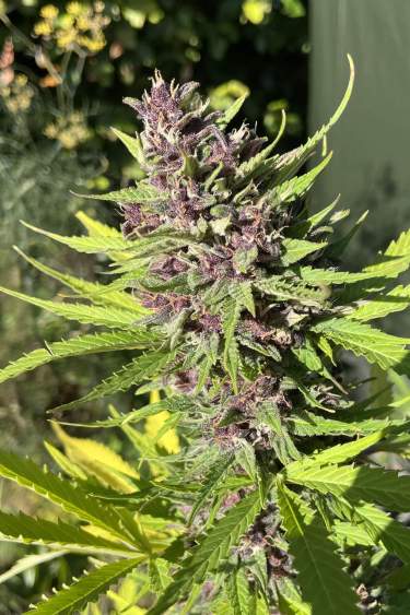 Instagram Amnesia Z Auto