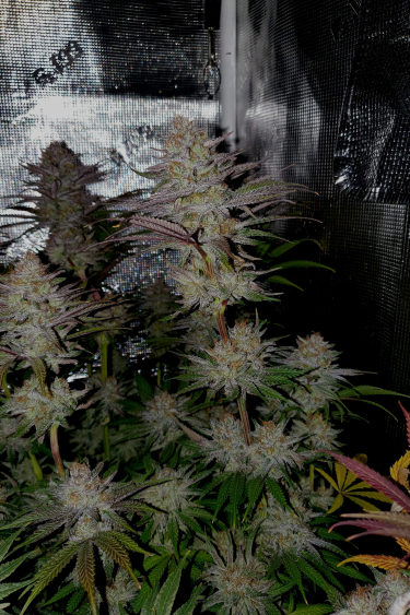 Instagram Gorilla Cookies FF