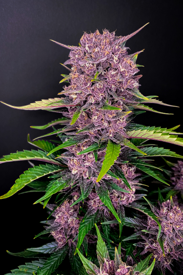 Instagram Purple Lemonade Auto