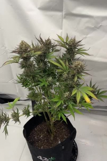 GG4 Sherbet FF