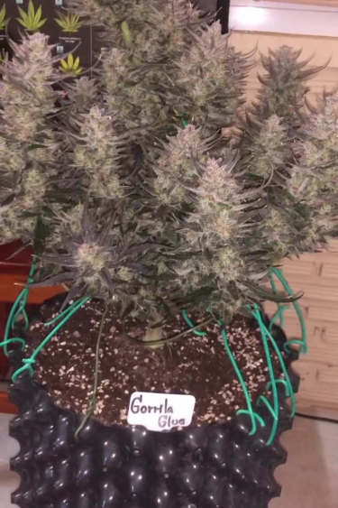 Gorilla Auto