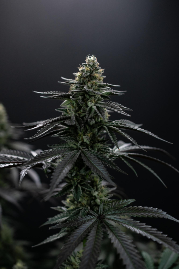 Instagram Biscotti Gelato