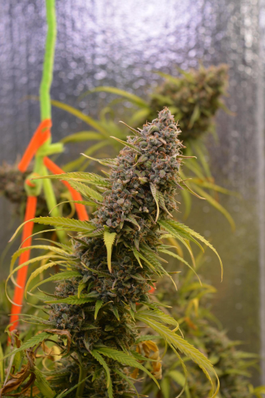 Instagram Moby Dick Auto