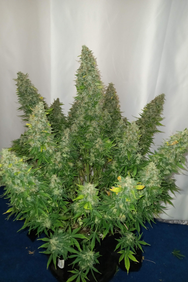 Instagram Sour Diesel Auto