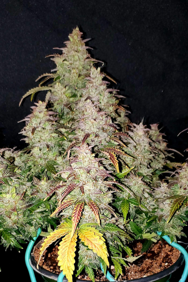 Instagram Skunk Auto