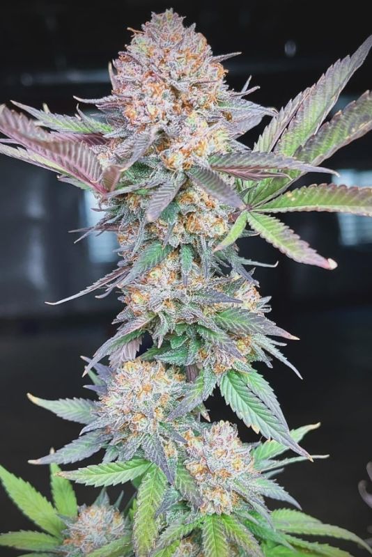 Instagram Mix Pack FF