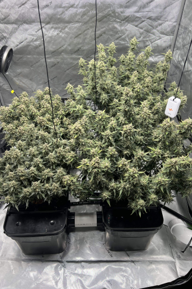 Instagram Cream Cookies Auto