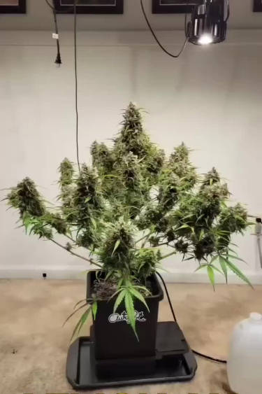 Lemon AK Auto