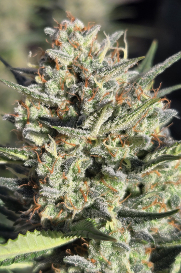 Instagram Super Boof Auto