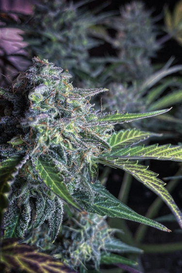 Instagram Amnesia Z Auto