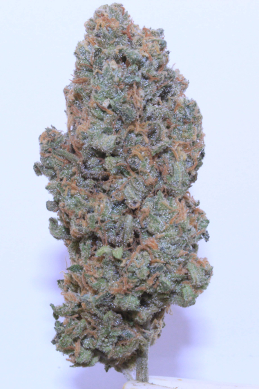 Instagram Trainwreck Auto