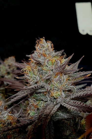 Instagram Gorilla Cookies FF