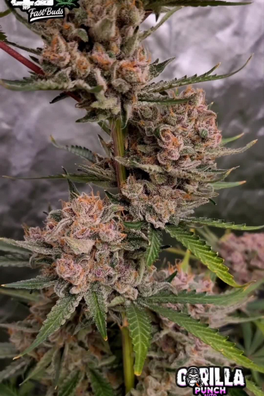 Gorilla Punch Auto