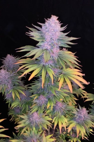 Purple Lemonade FF
