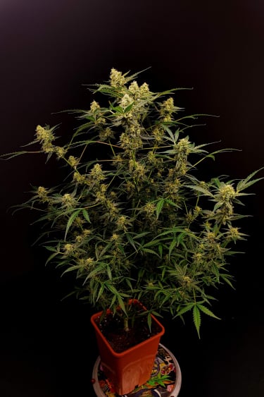 Instagram Six Shooter Auto