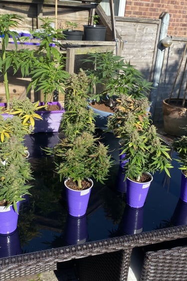 Instagram Mix Pack Auto