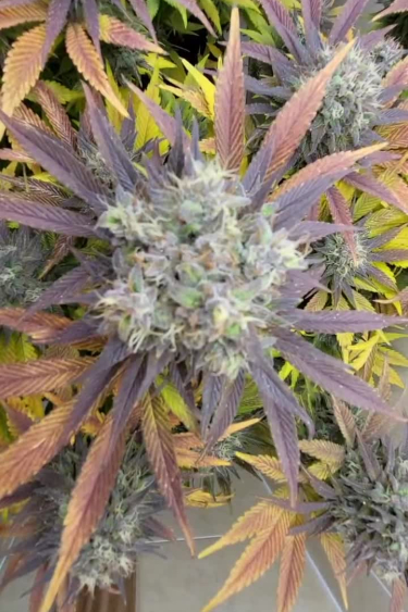 Banana Purple Punch Auto