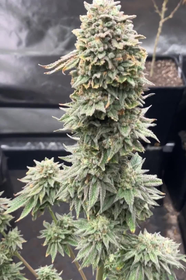 Gorilla Melon