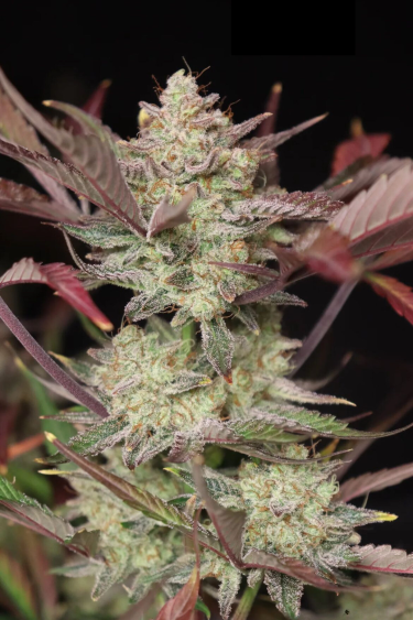 Instagram Apricot Auto