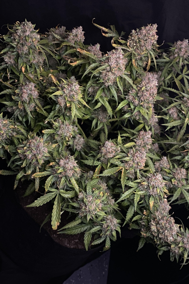 Instagram Northern Lights Auto