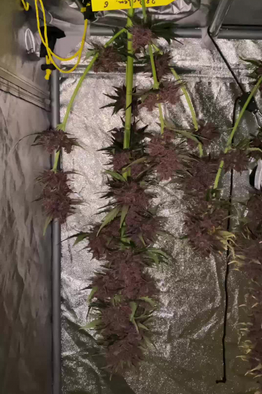 Purple Punch Auto