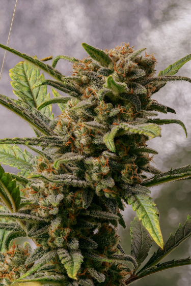 Instagram Trainwreck Auto