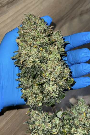 Instagram Mimosa Cake Auto