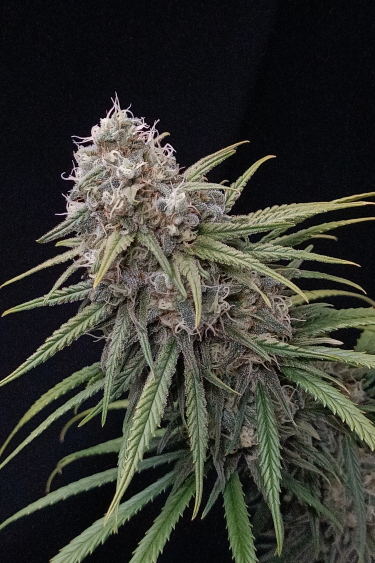 Instagram Wedding Cheesecake FF