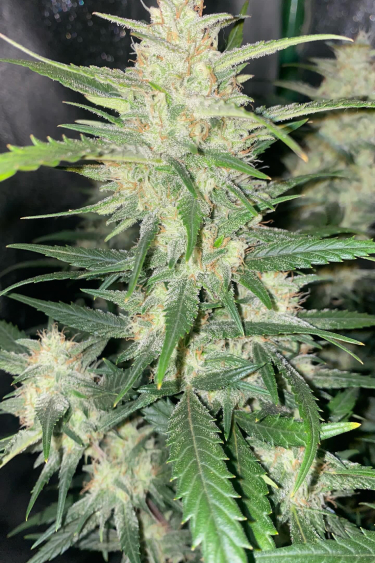 Instagram Forbidden Runtz Auto