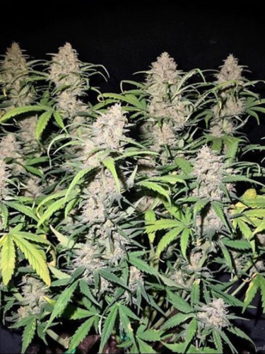 Instagram BubbleGum Auto