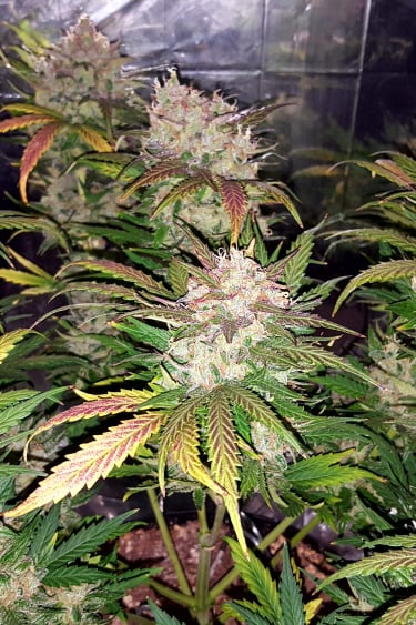 Instagram Rhino Ryder Auto