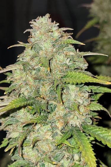 Instagram Moby Dick Auto