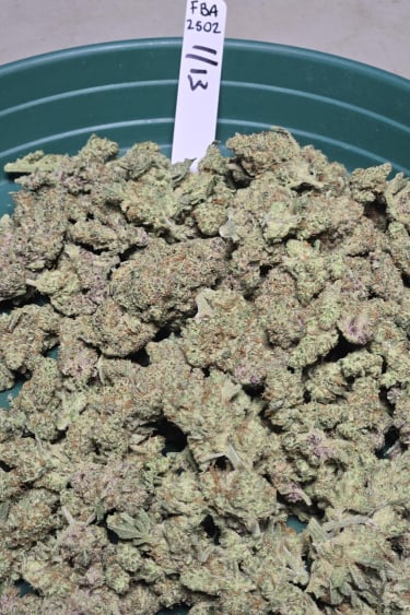 Instagram Frostbanger Auto