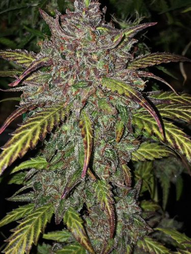 Instagram Orange Sherbet Auto