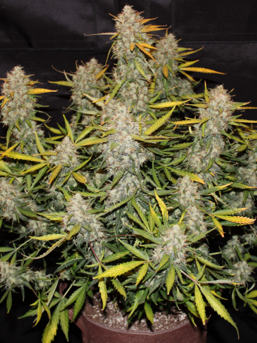 Instagram Smoothie Auto