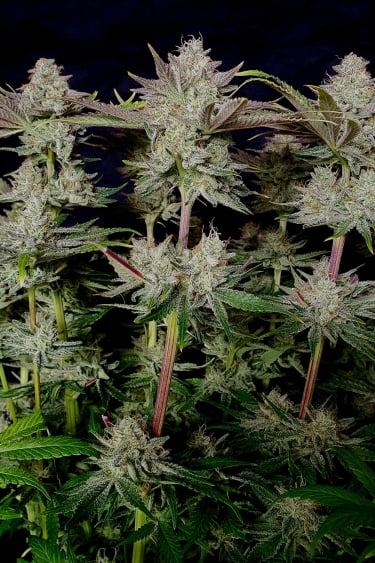 Instagram Tropicana Cookies FF