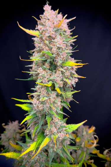 Instagram Papaya Cookies Auto