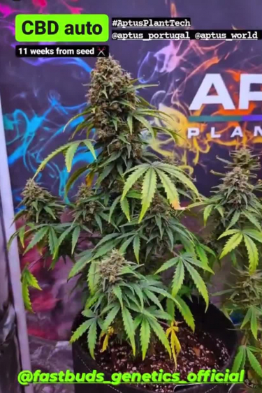 CBD Auto 20:1