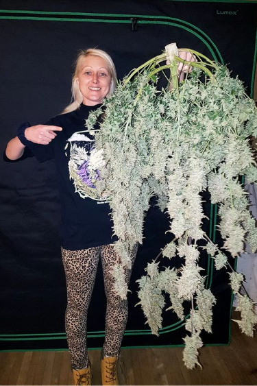 Instagram Apricot Auto