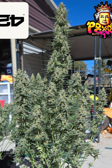 Instagram Pound Cake Auto