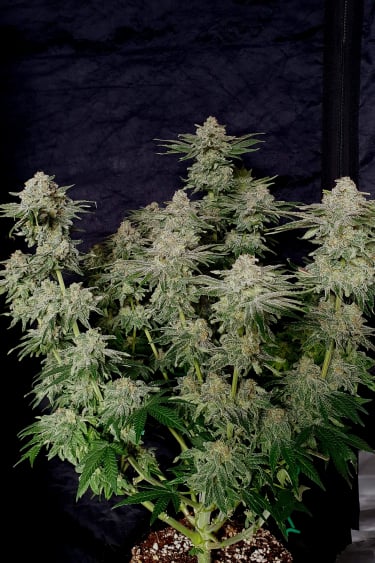 Instagram Wedding Cheesecake FF