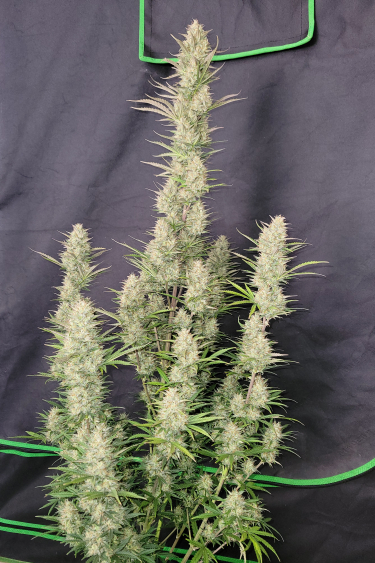 Instagram Mimosa Cake Auto