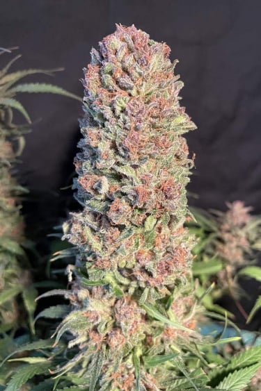 Instagram Strawberry Pie Auto