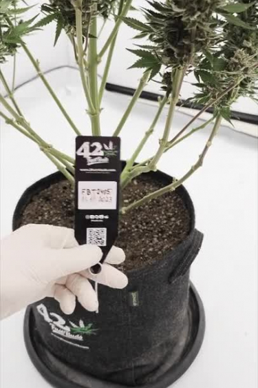 Sour Jealousy Auto™