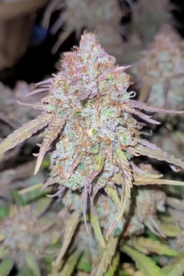 Strawberry Gorilla Auto