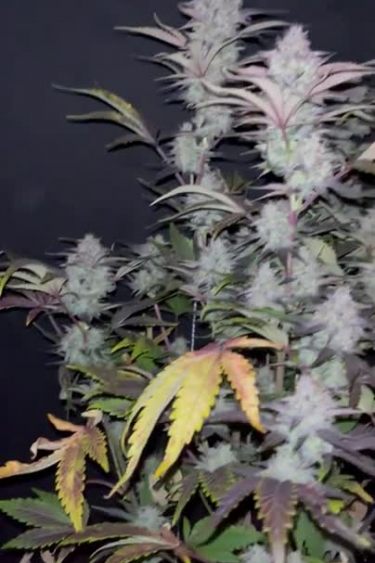 Tropicana Cookies Auto