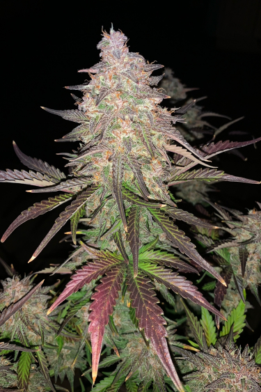 Instagram Lemon Pie Auto