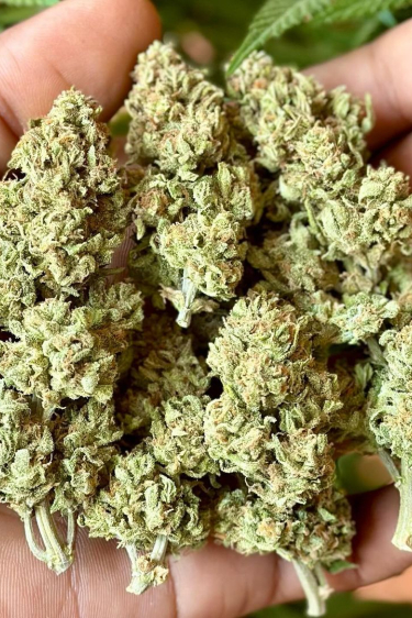 Instagram Wedding Glue Auto