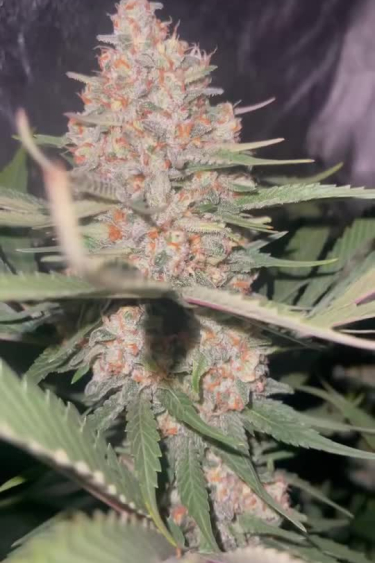 Papaya Cookies Auto™