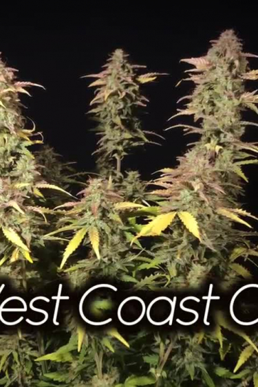 West Coast O.G. Auto